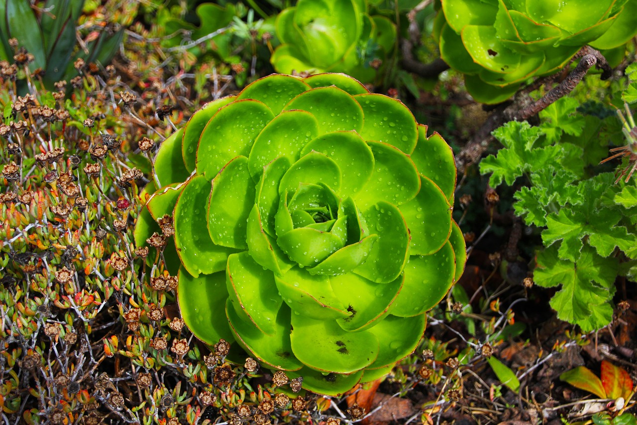 cactus plant green free photo