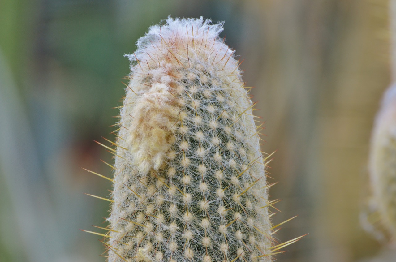 cactus spur green free photo