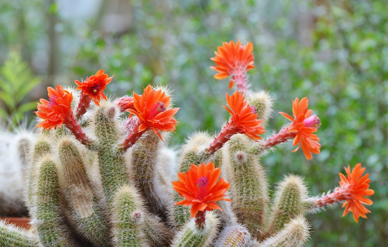 cactus spur flowers free photo