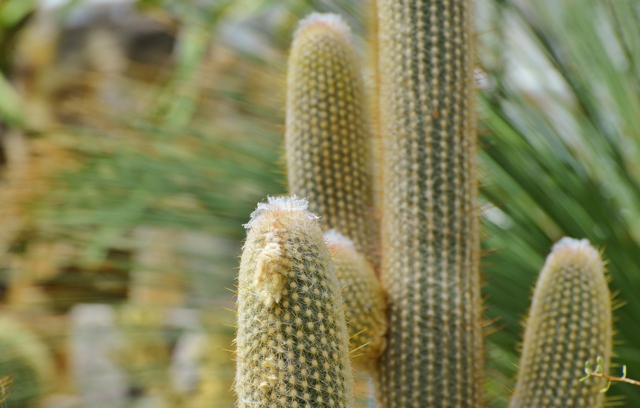 cactus spur green free photo