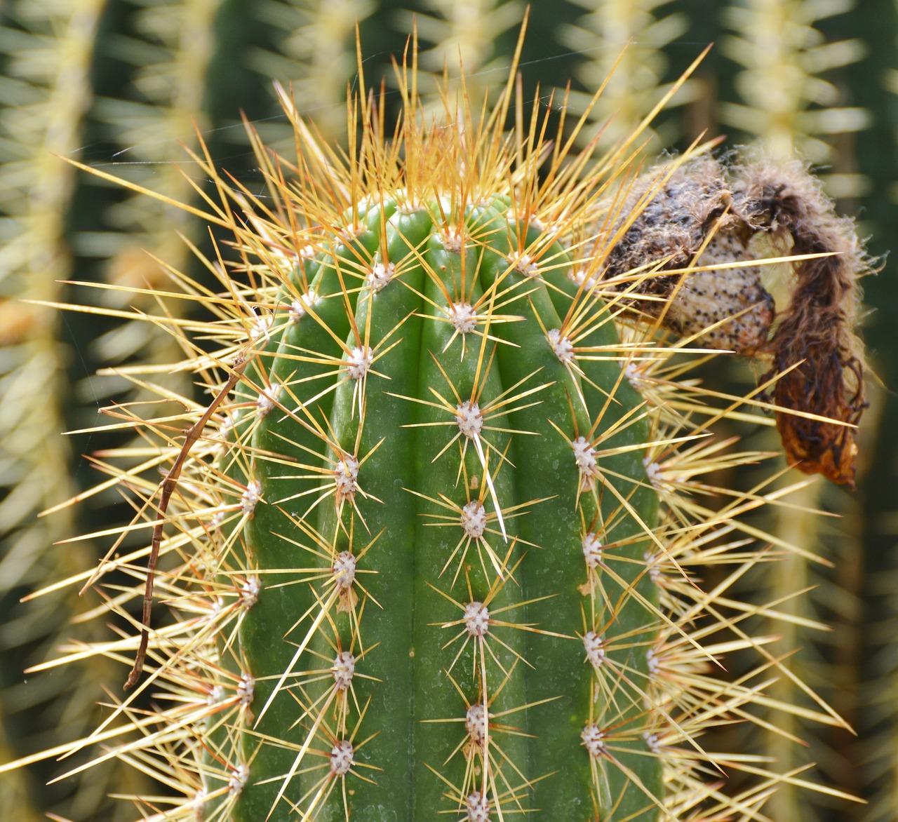 cactus spur green free photo