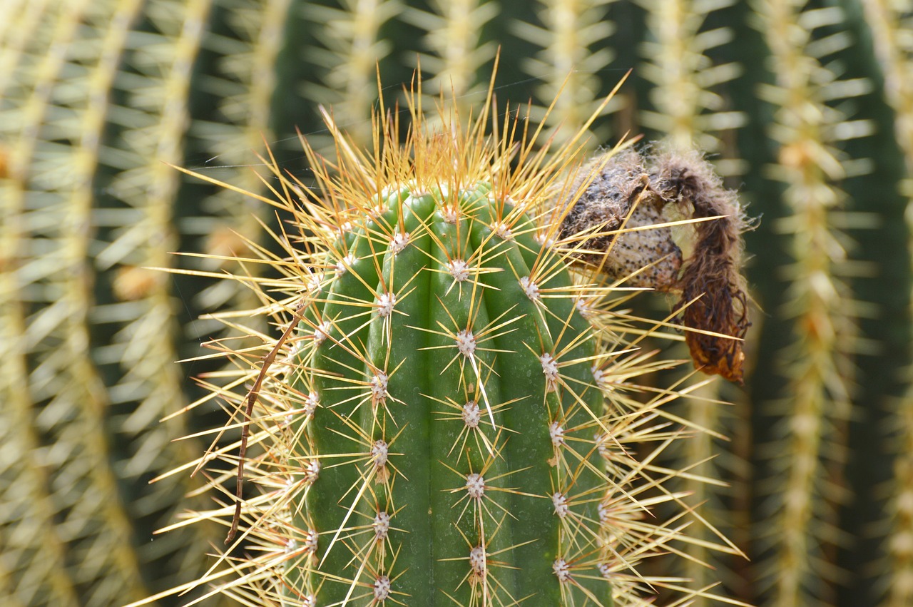 cactus spur green free photo