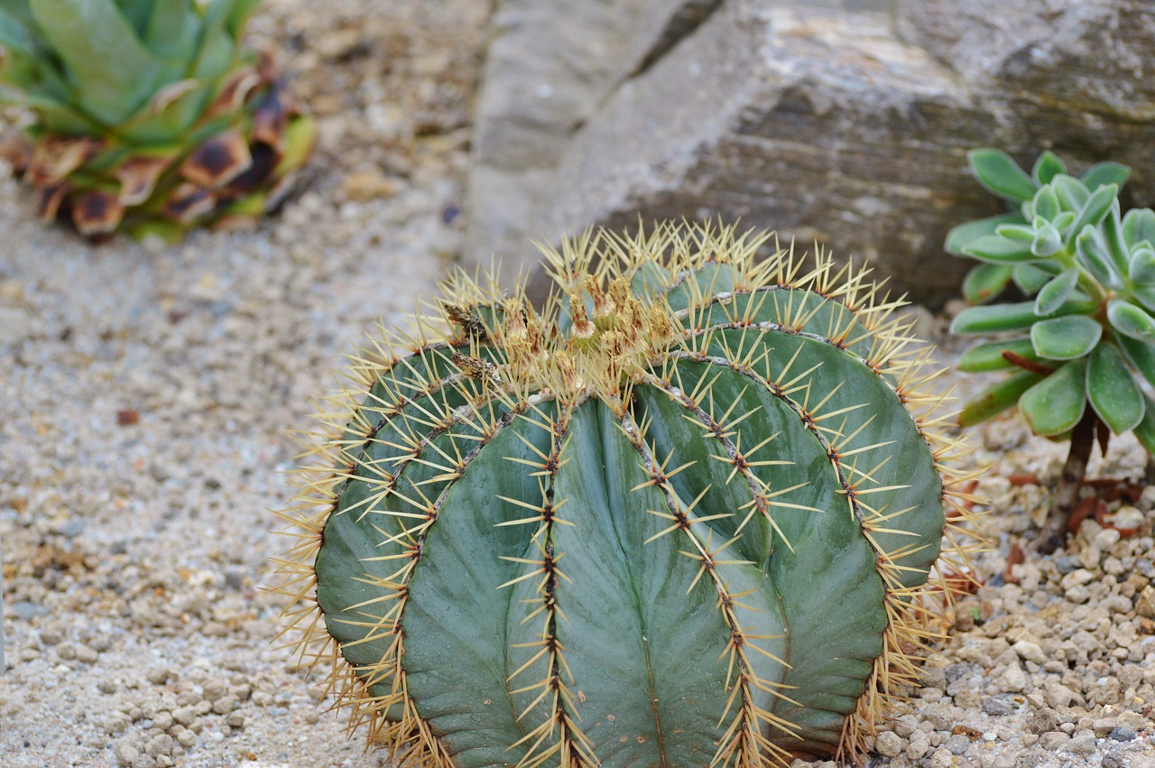 cactus spur green free photo