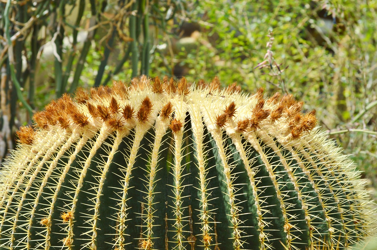 cactus spur green free photo