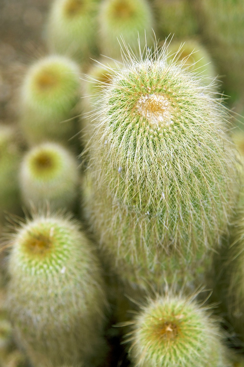 cactus cacti green free photo