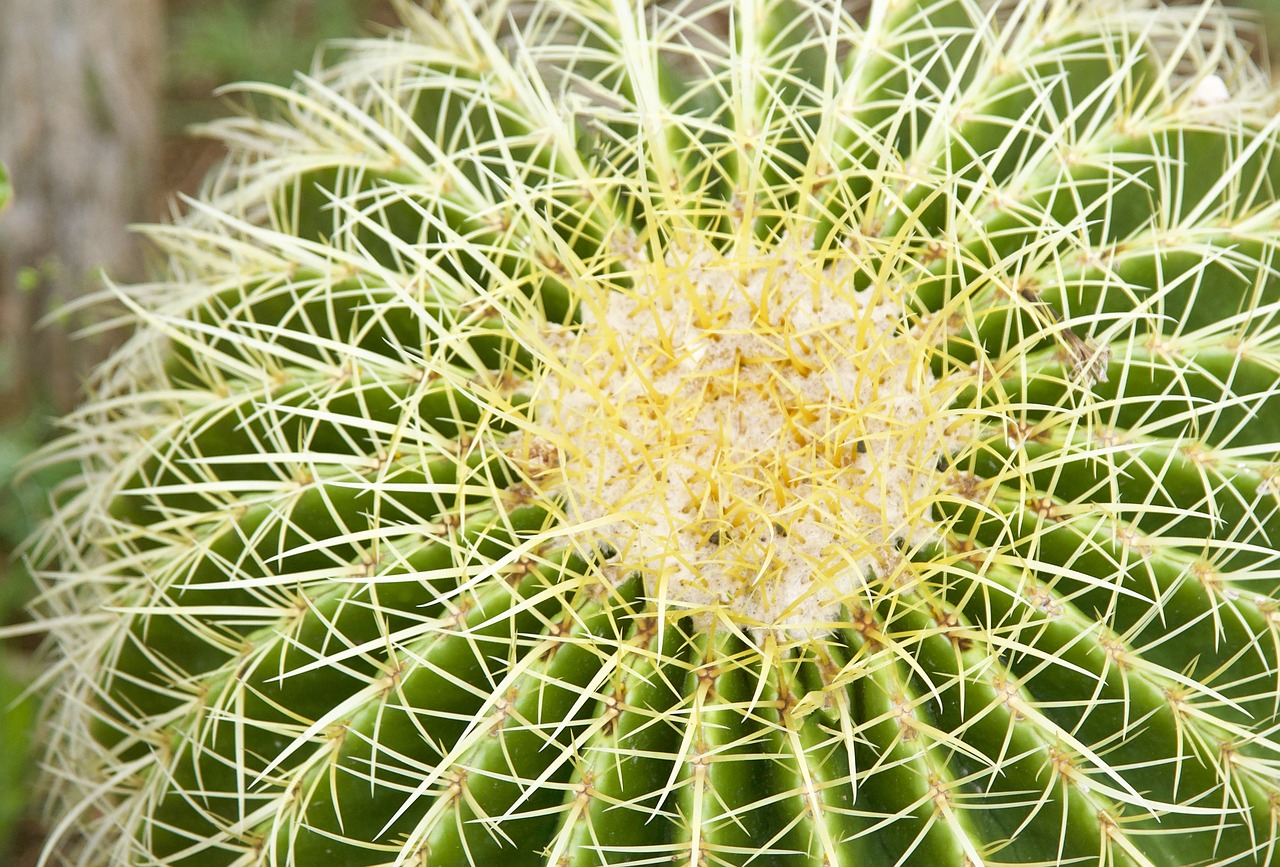 cactus cacti plant free photo