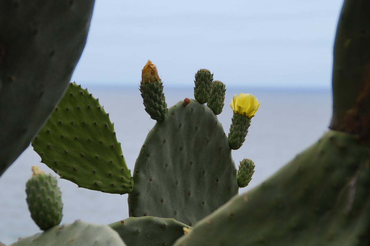 cactus cactus blossom blossom free photo