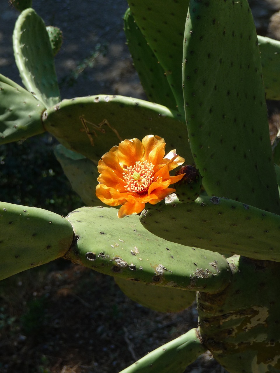 cactus cactus blossom blossom free photo