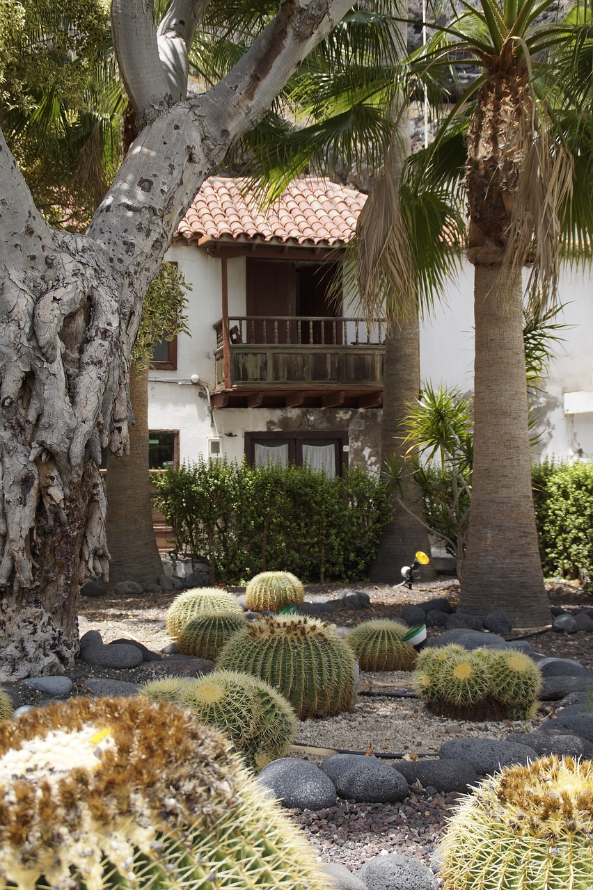 cactus cactus garden cottage free photo