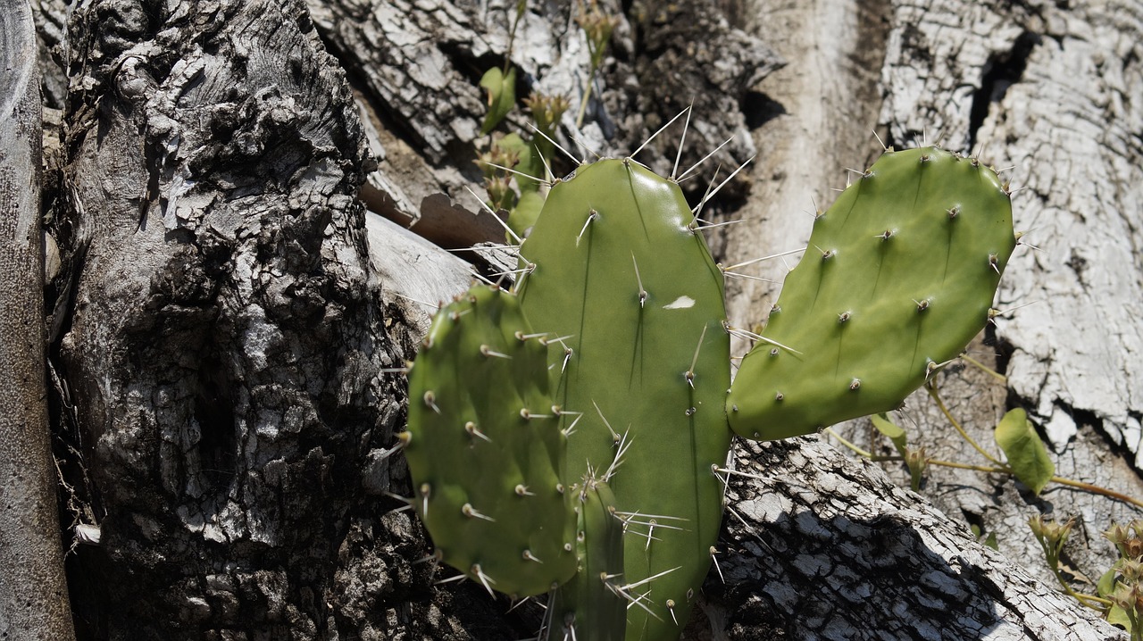 cactus green tree free photo