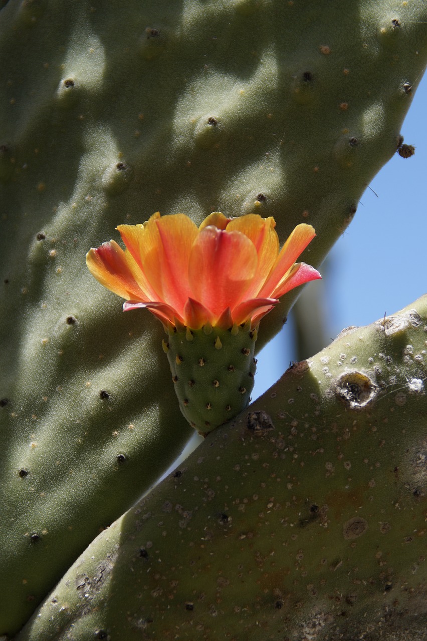 cactus cactus blossom orange free photo