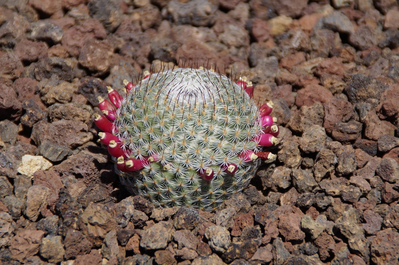 cactus prickly about free photo