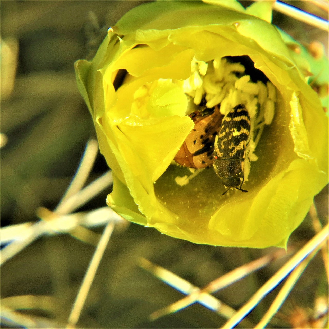 cactus insect yellow flower free photo