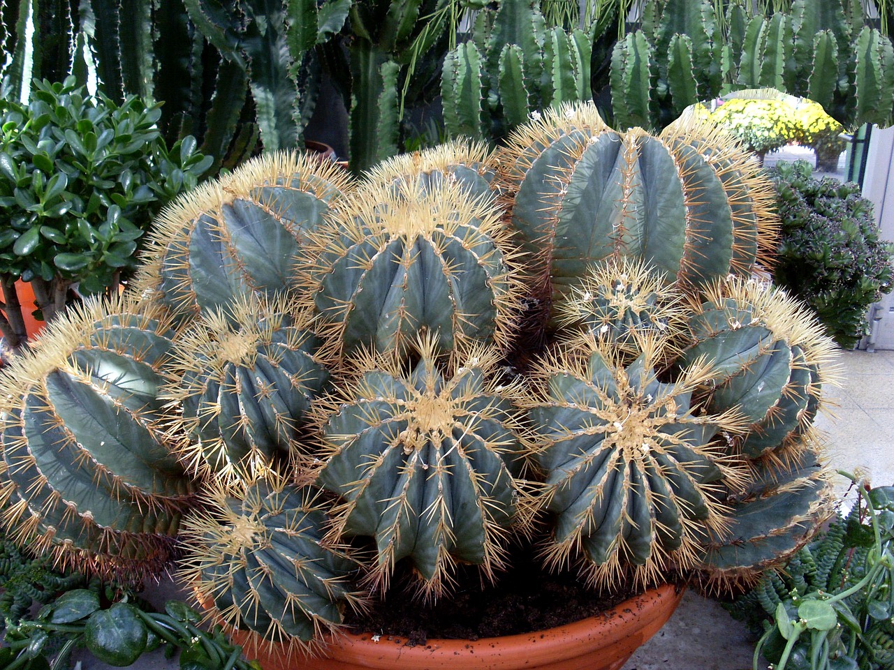 cactus spur plant free photo