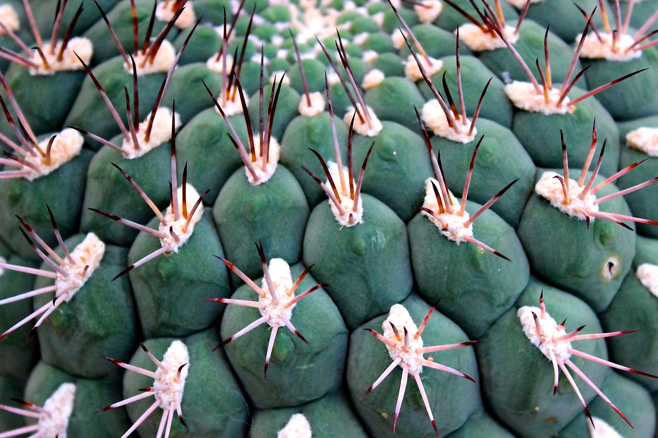 cactus spur ball cactus free photo