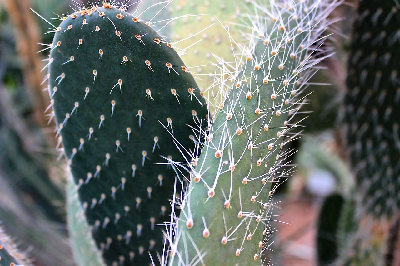 cactus spur thorns free photo