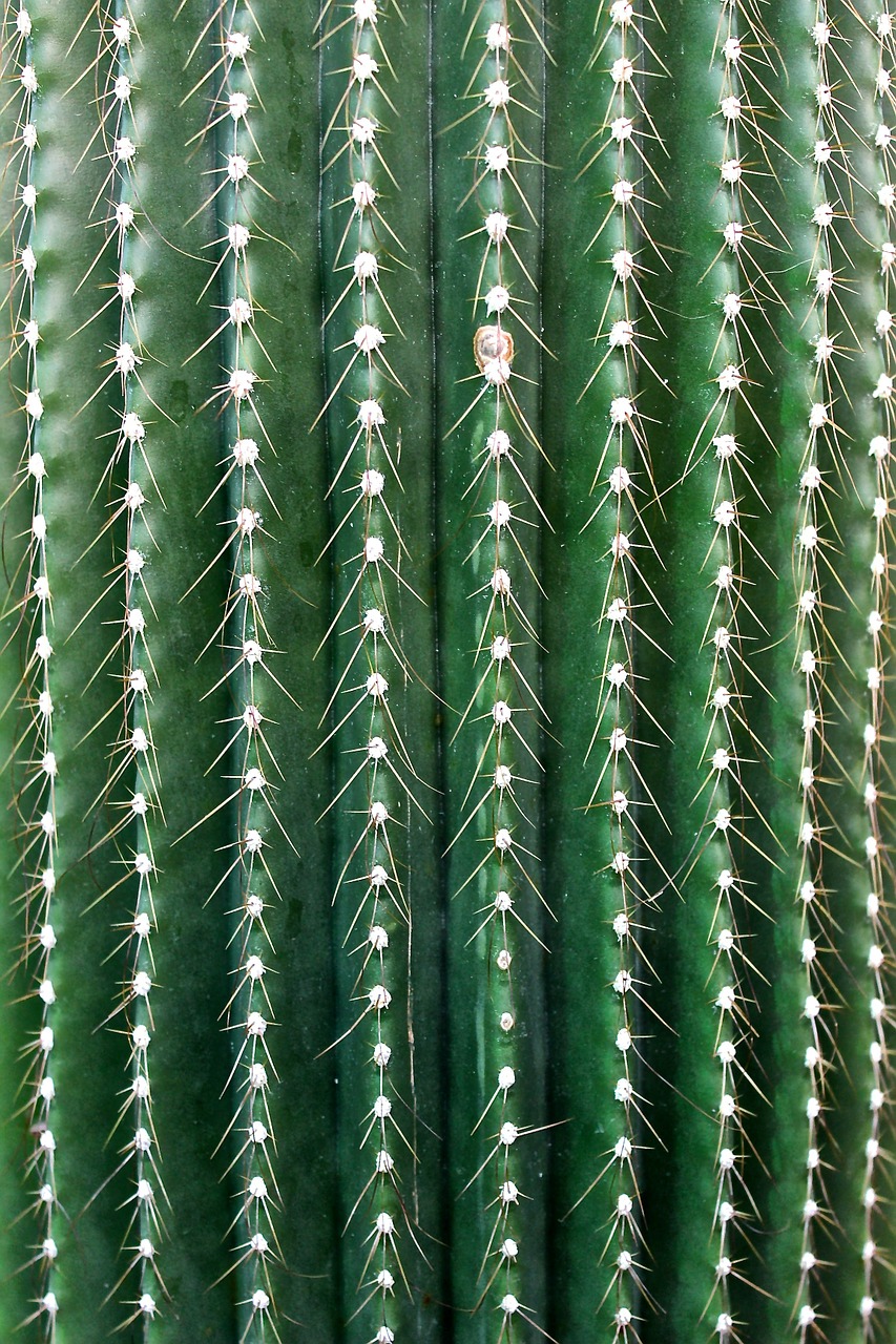 cactus spur thorns free photo