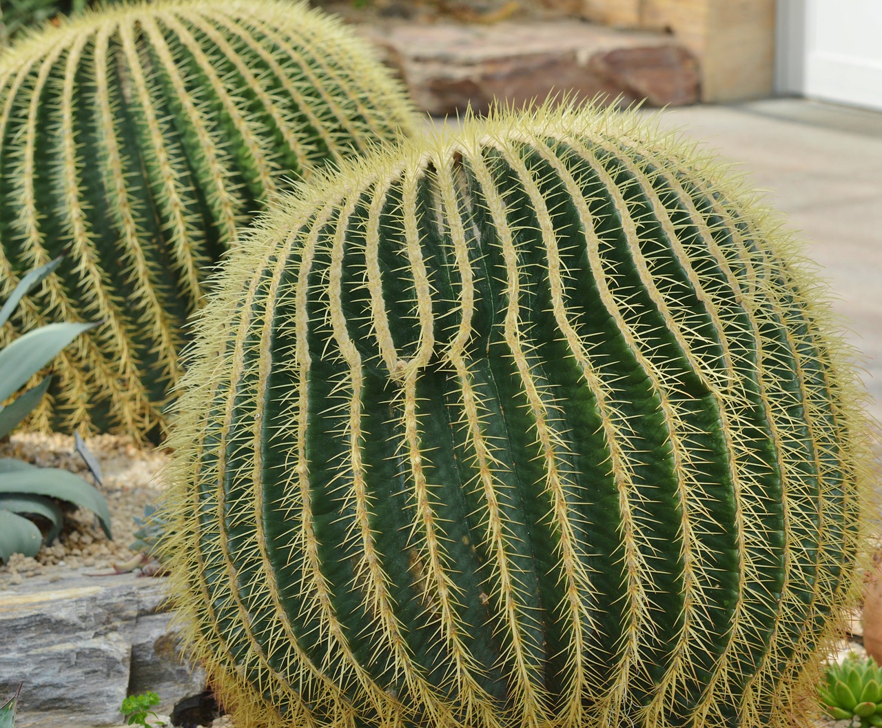 cactus spur green free photo