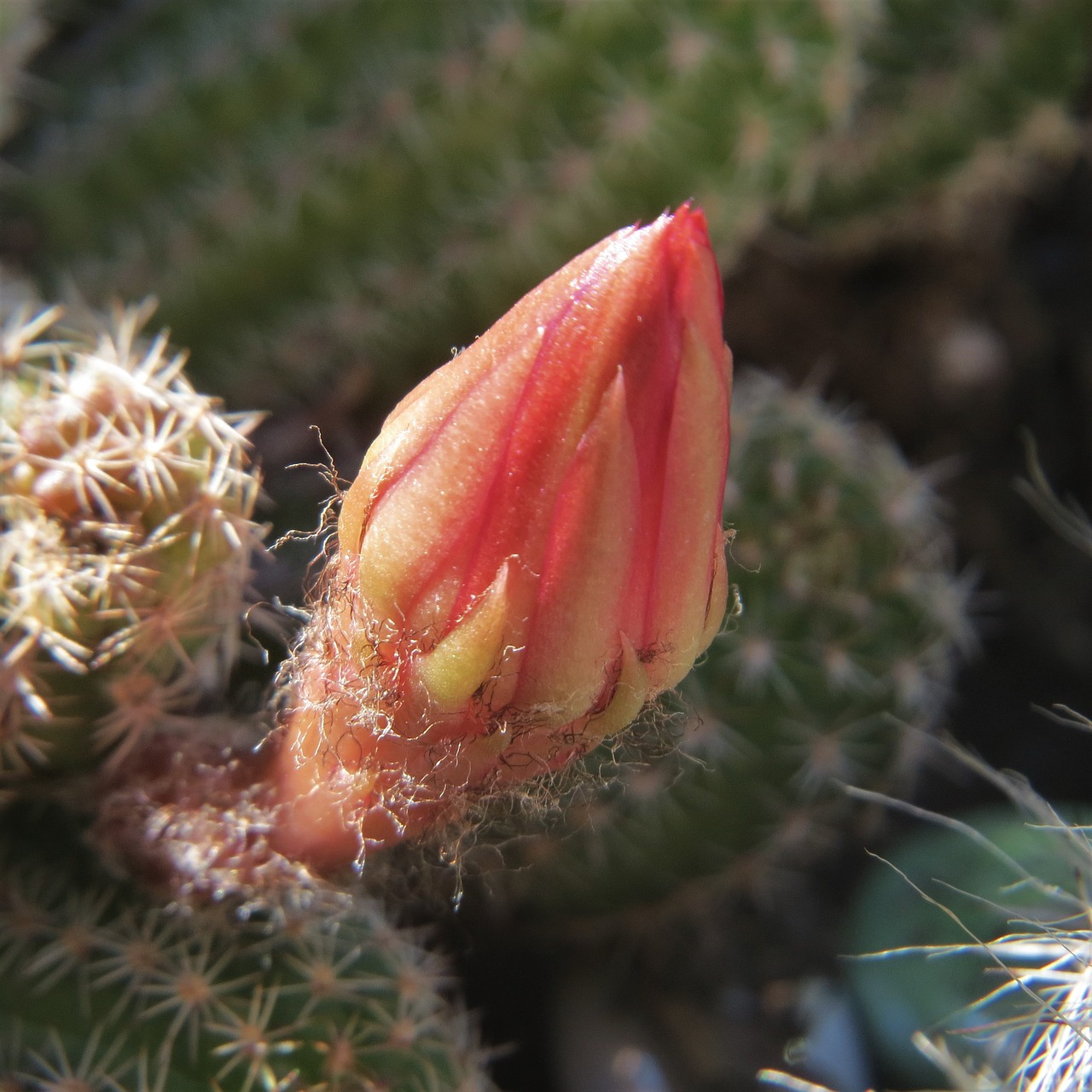 cactus flower bud red free photo