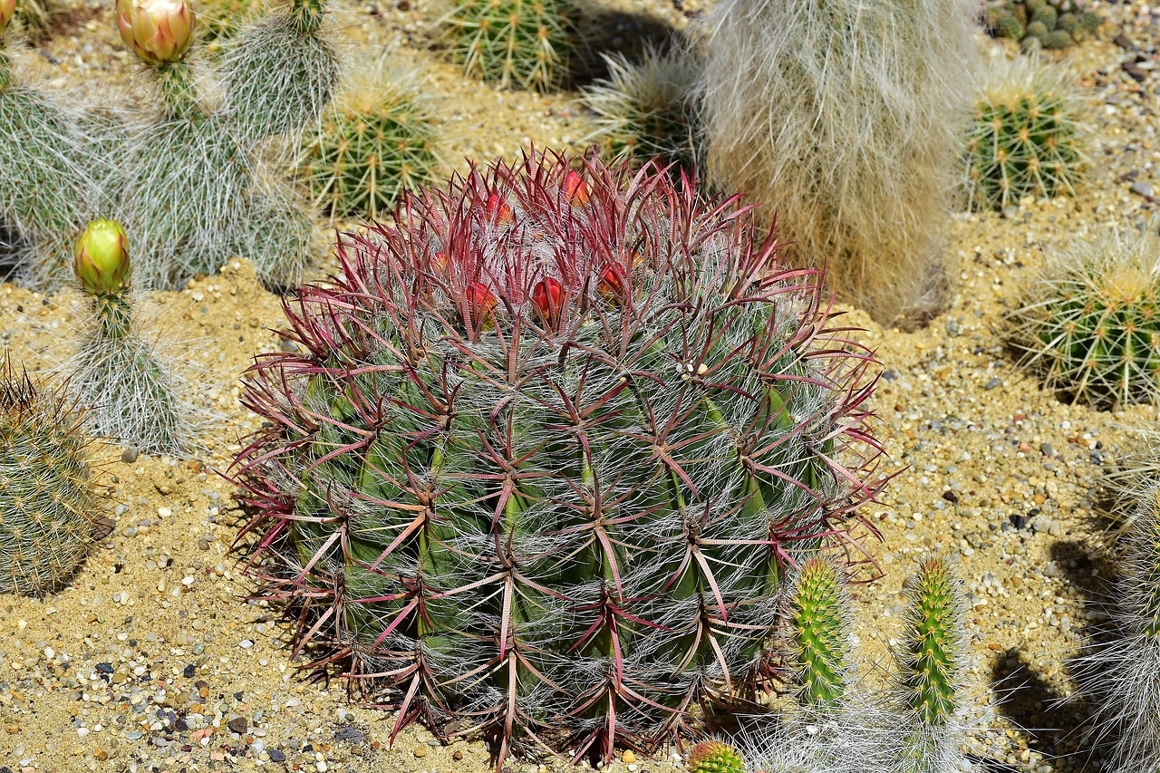 cactus ball cactus flowers free photo