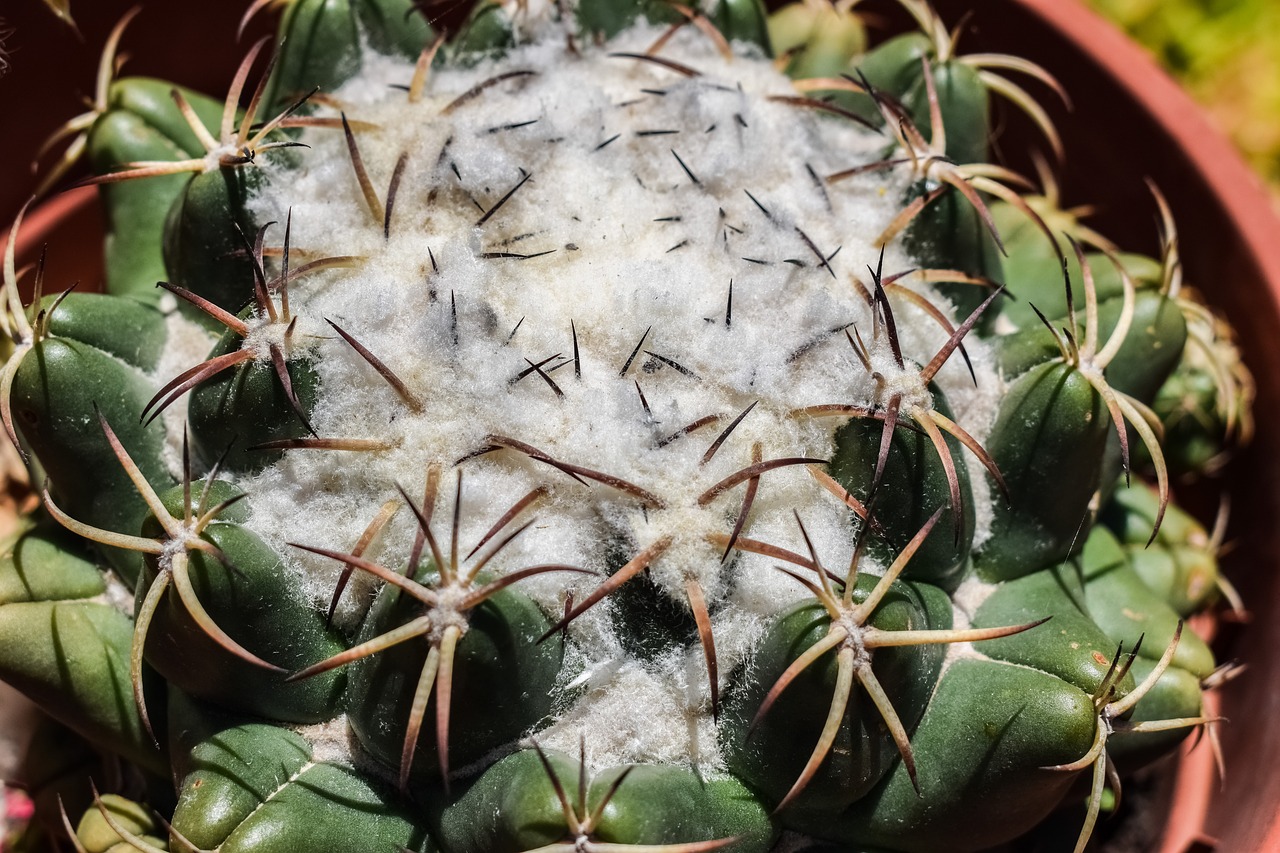 cactus thorns plant free photo