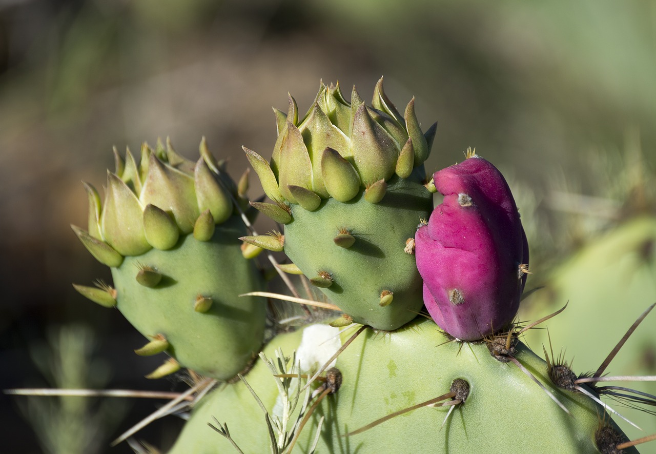 cactus wild thorns free photo