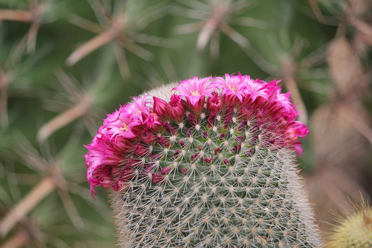 cactus thorn flowers free photo