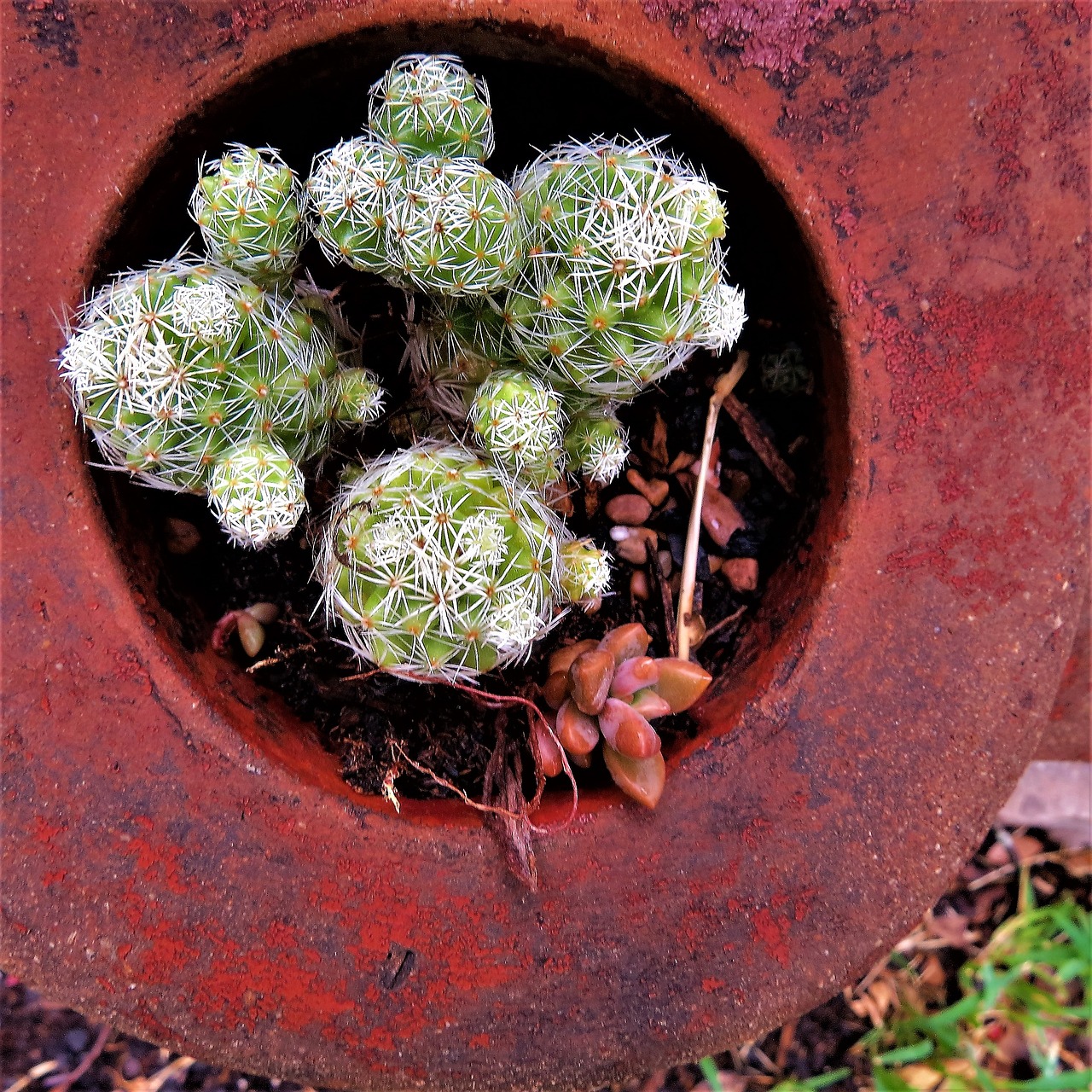 cactus potted green free photo