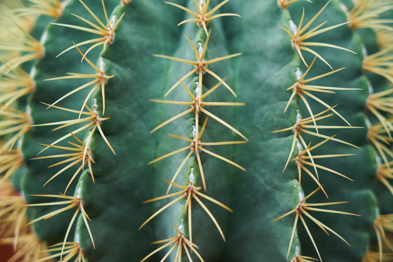 cactus dea needle free photo