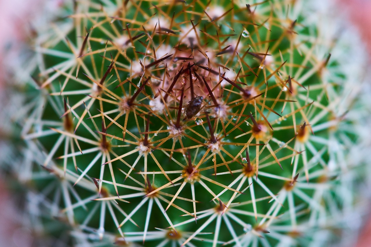 cactus dea needle free photo