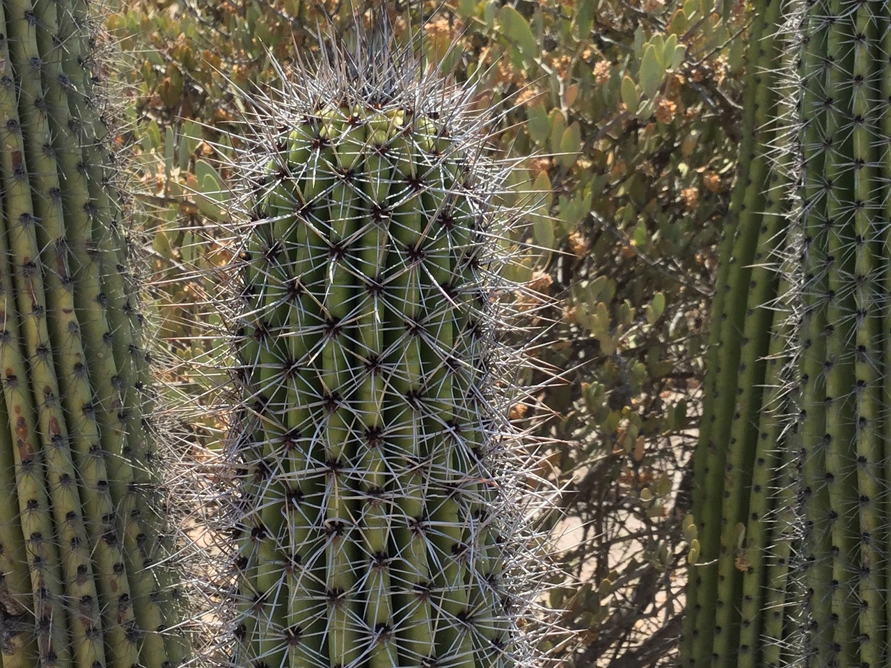 cactus desert succulent free photo