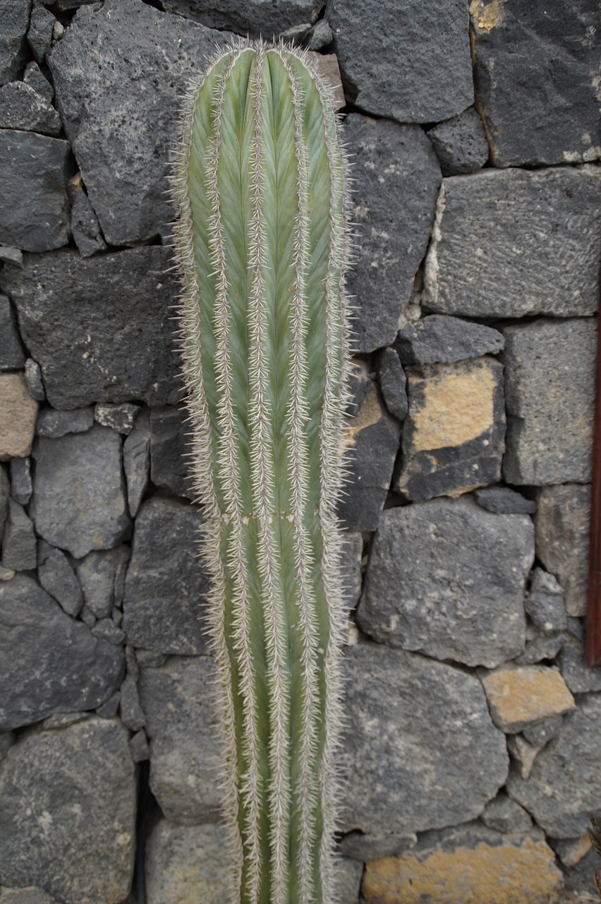 cactus wall front yard free photo