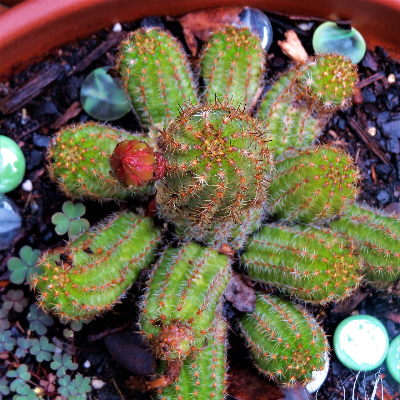 cactus bud green free photo