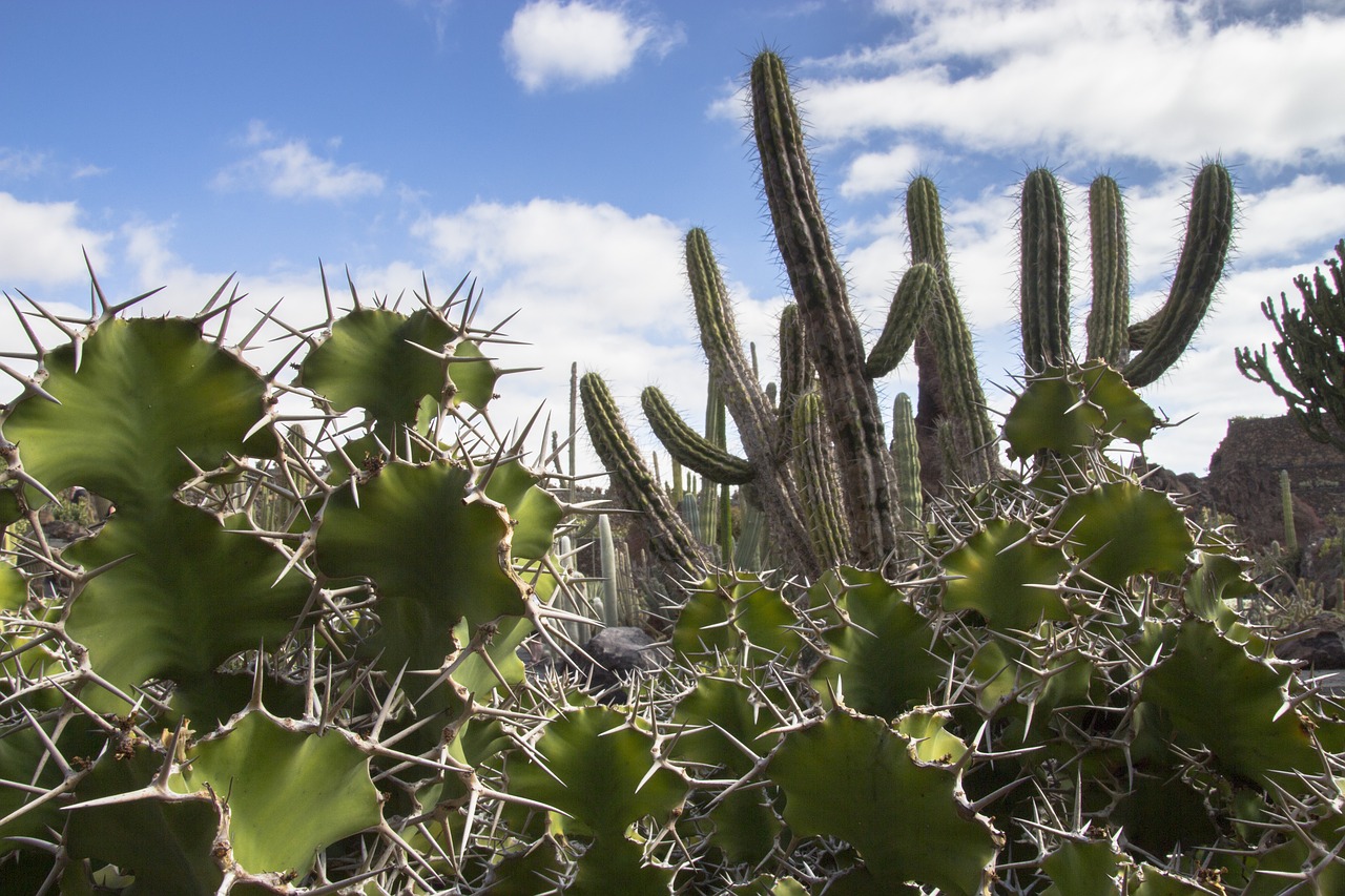 cactus spur prickly free photo