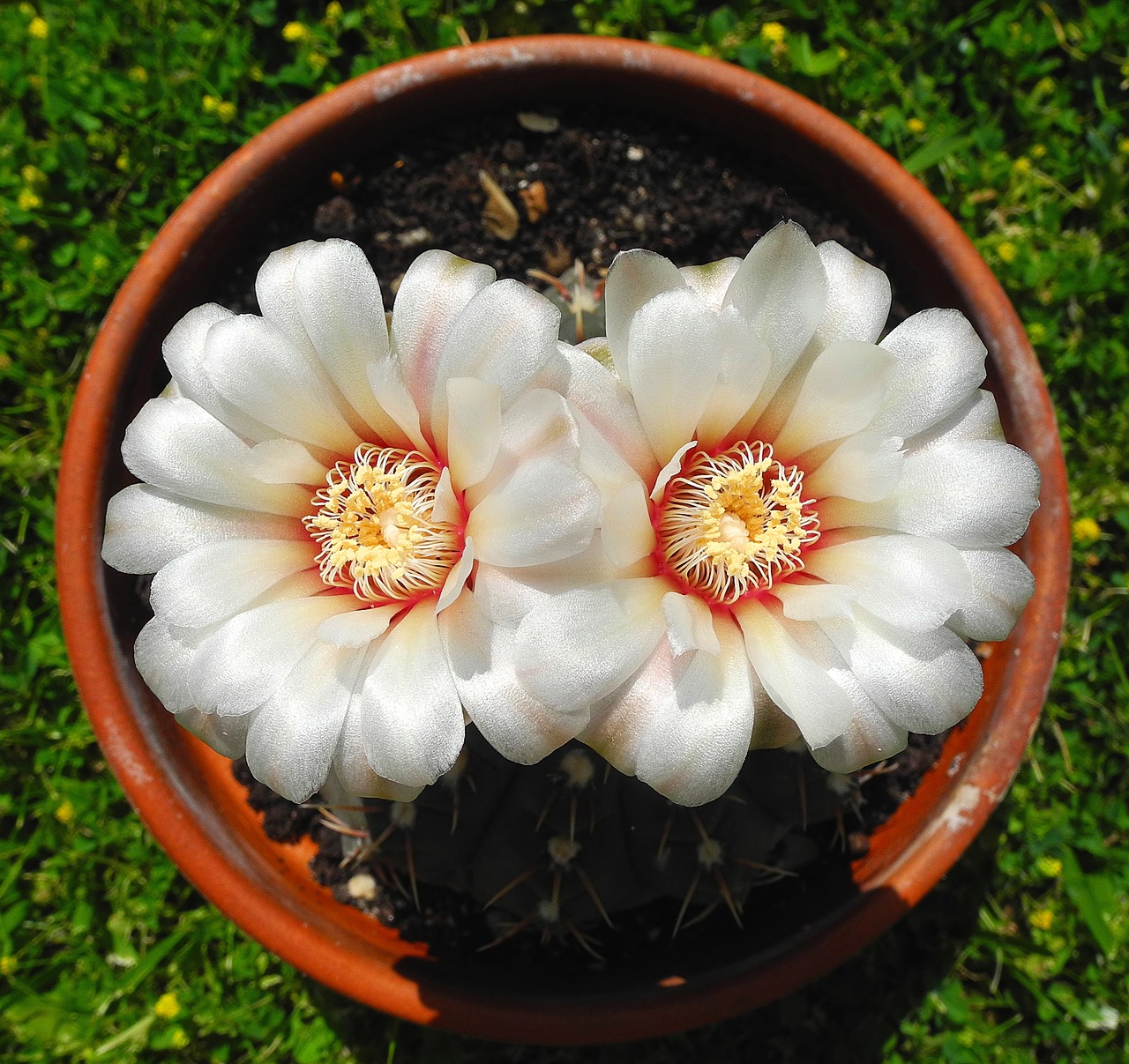 cactus cactus flower flower free photo