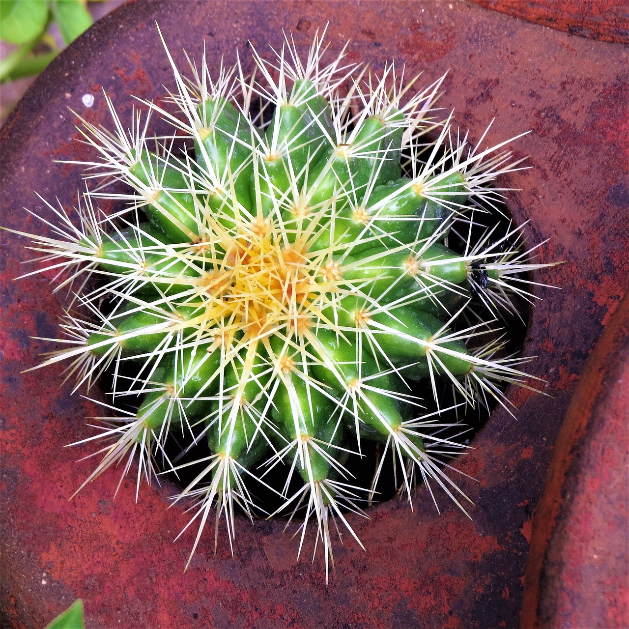 cactus green white free photo