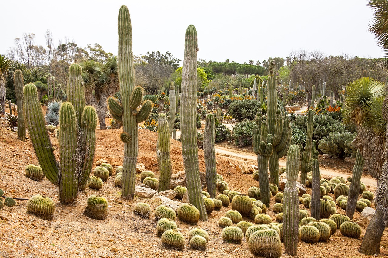 cactus garden mallorca free photo