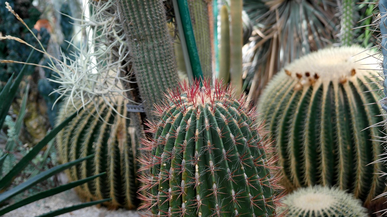 cactus pointed nature free photo