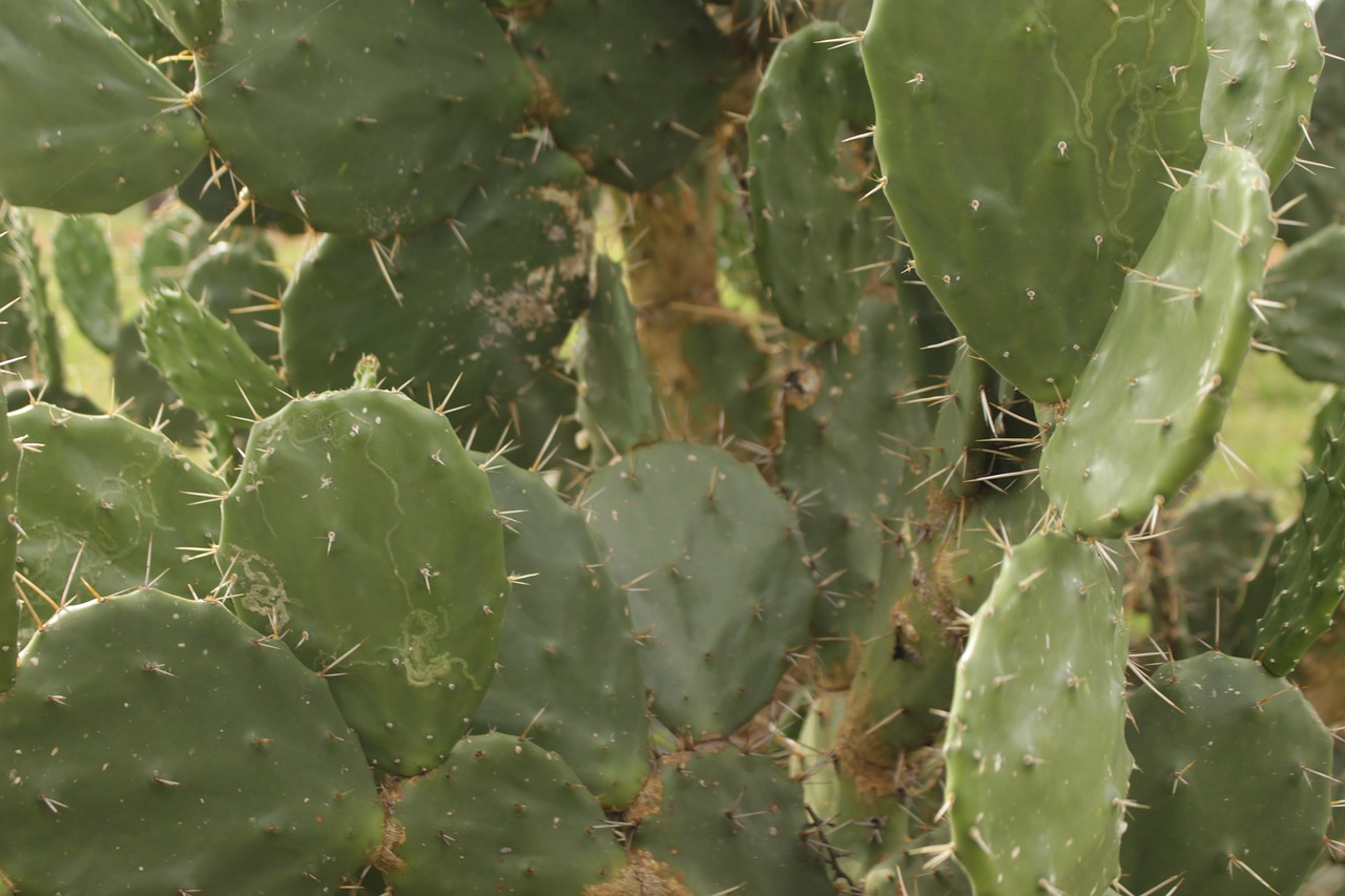 cactus mexico regional free photo