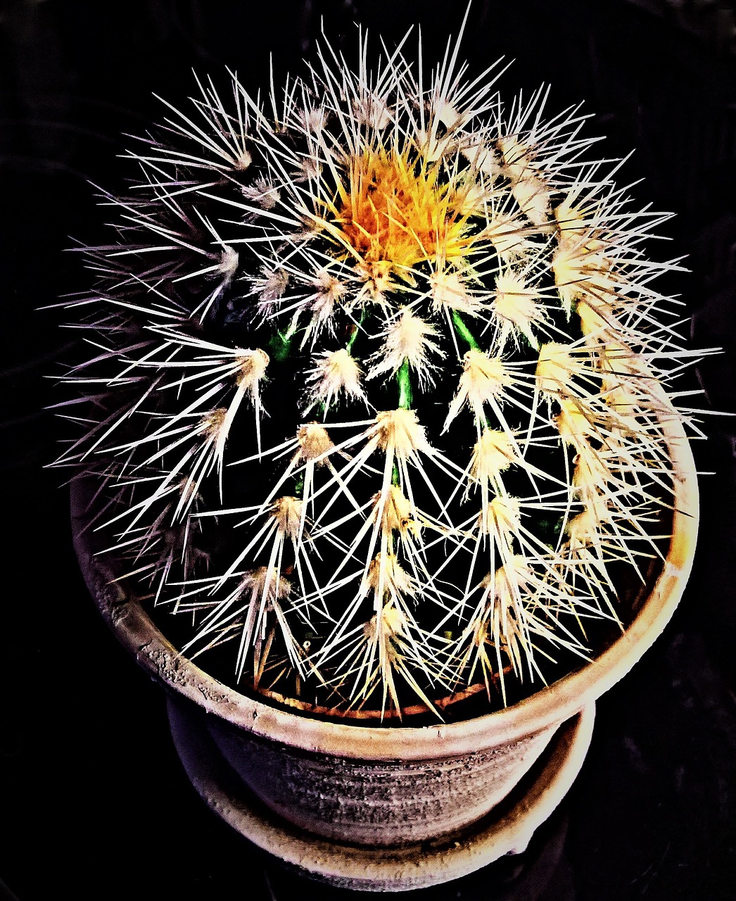 cactus plant ball cactus free photo