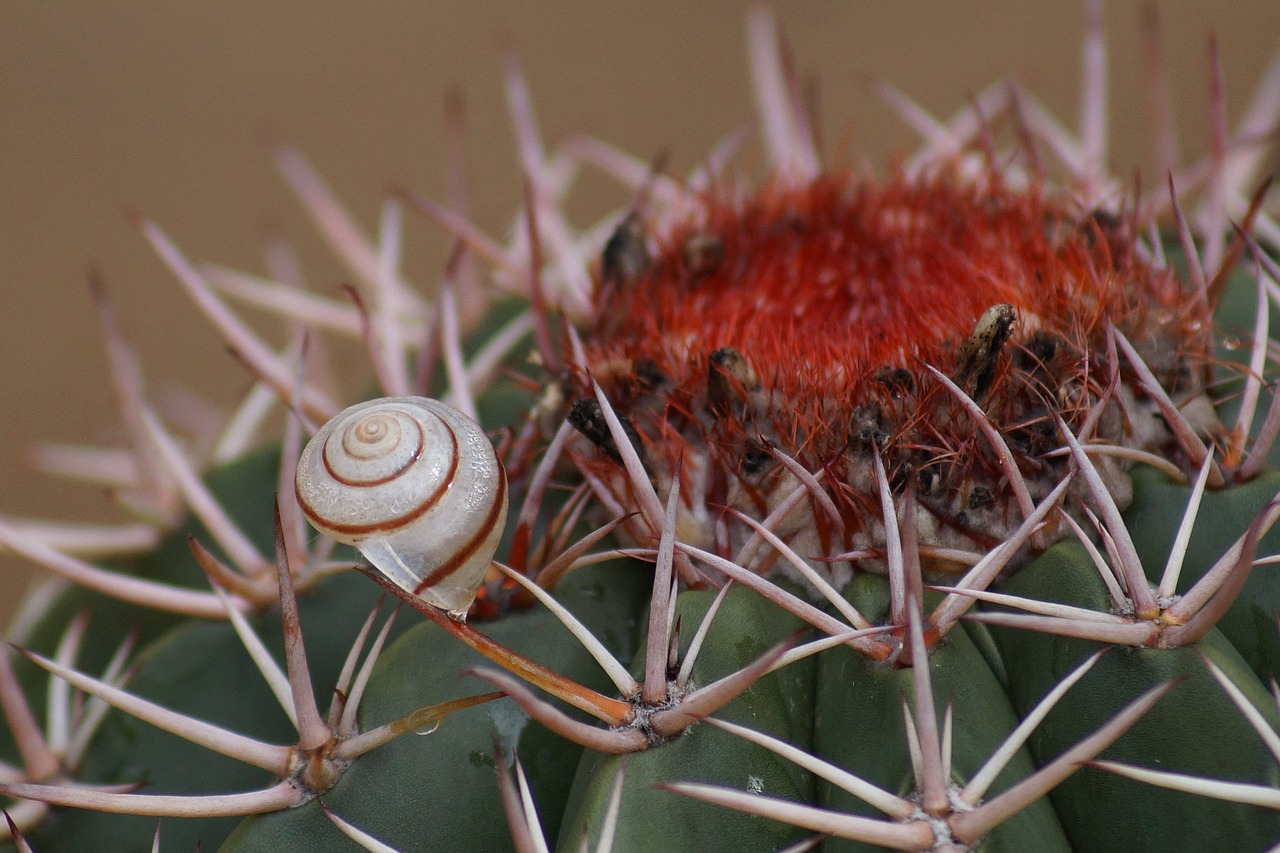 cactus snail prickly free photo