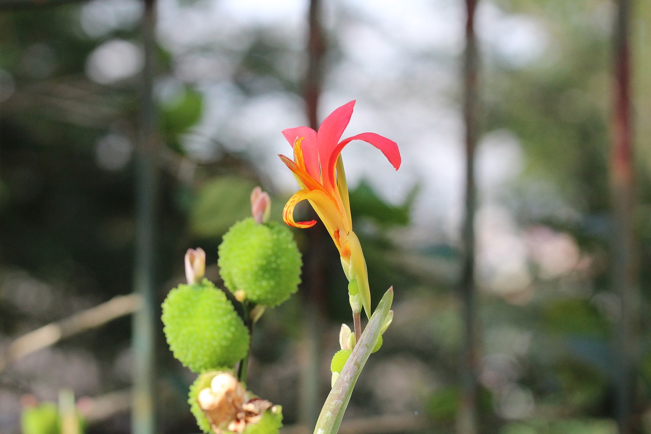 cactus flower brazil free photo