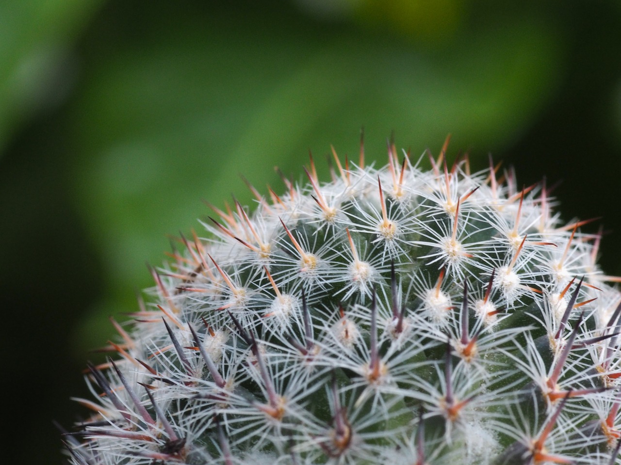 cactus prickly plant free photo