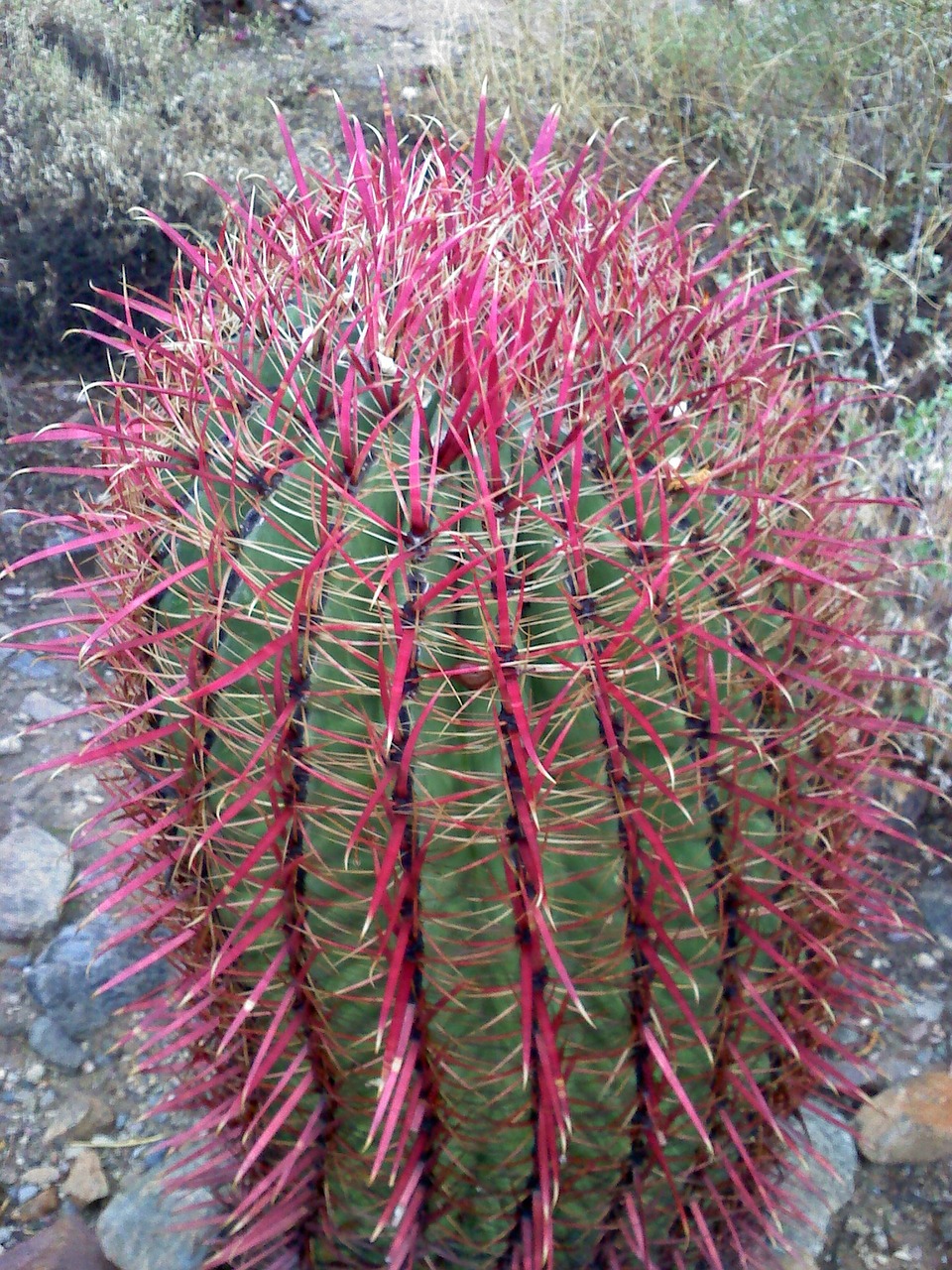 cactus arizona landscape free photo