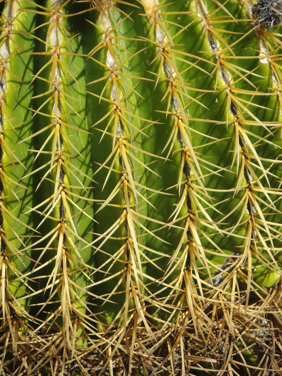 cactus desert needles free photo