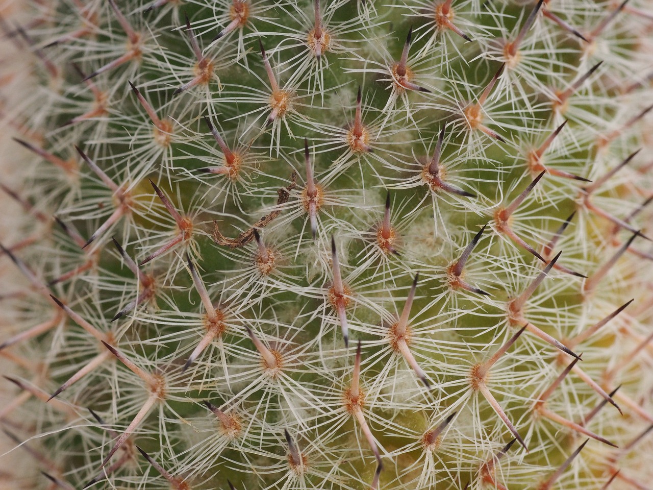 cactus pointed greeting card free photo