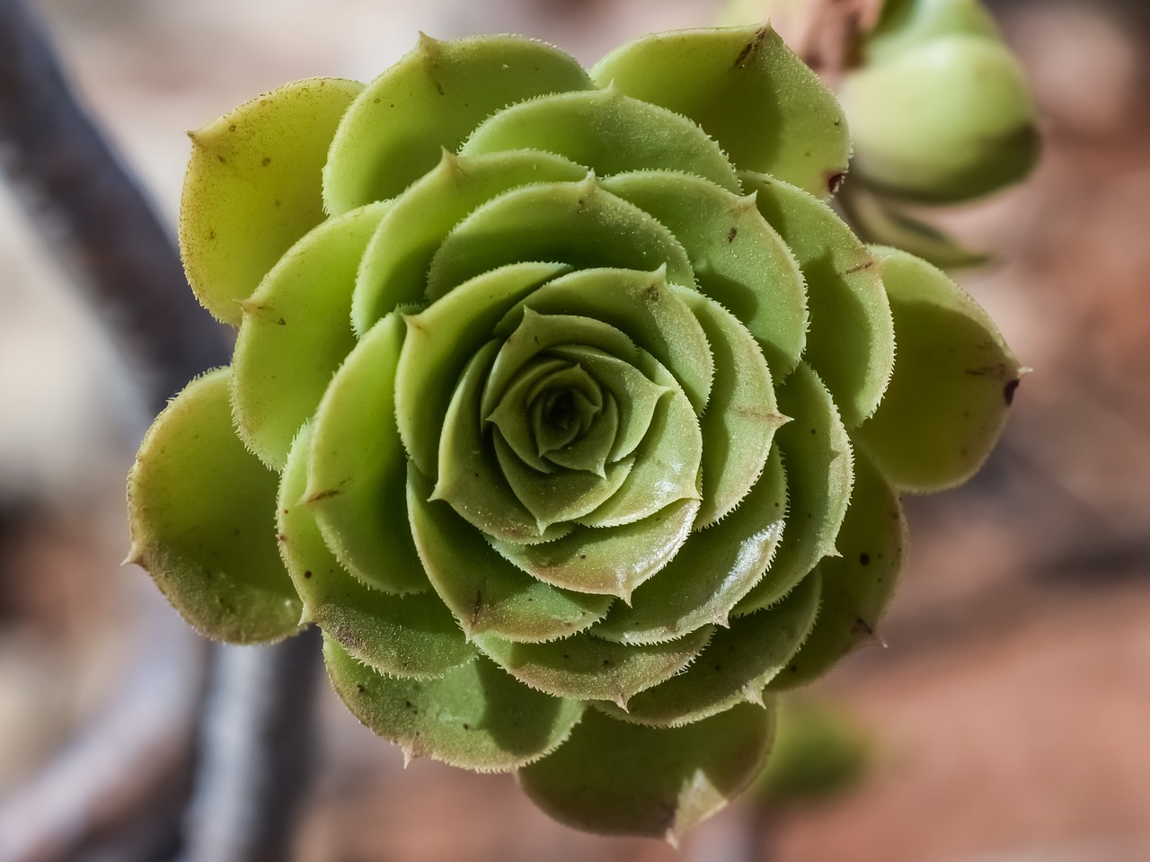 cactus flower plant free photo