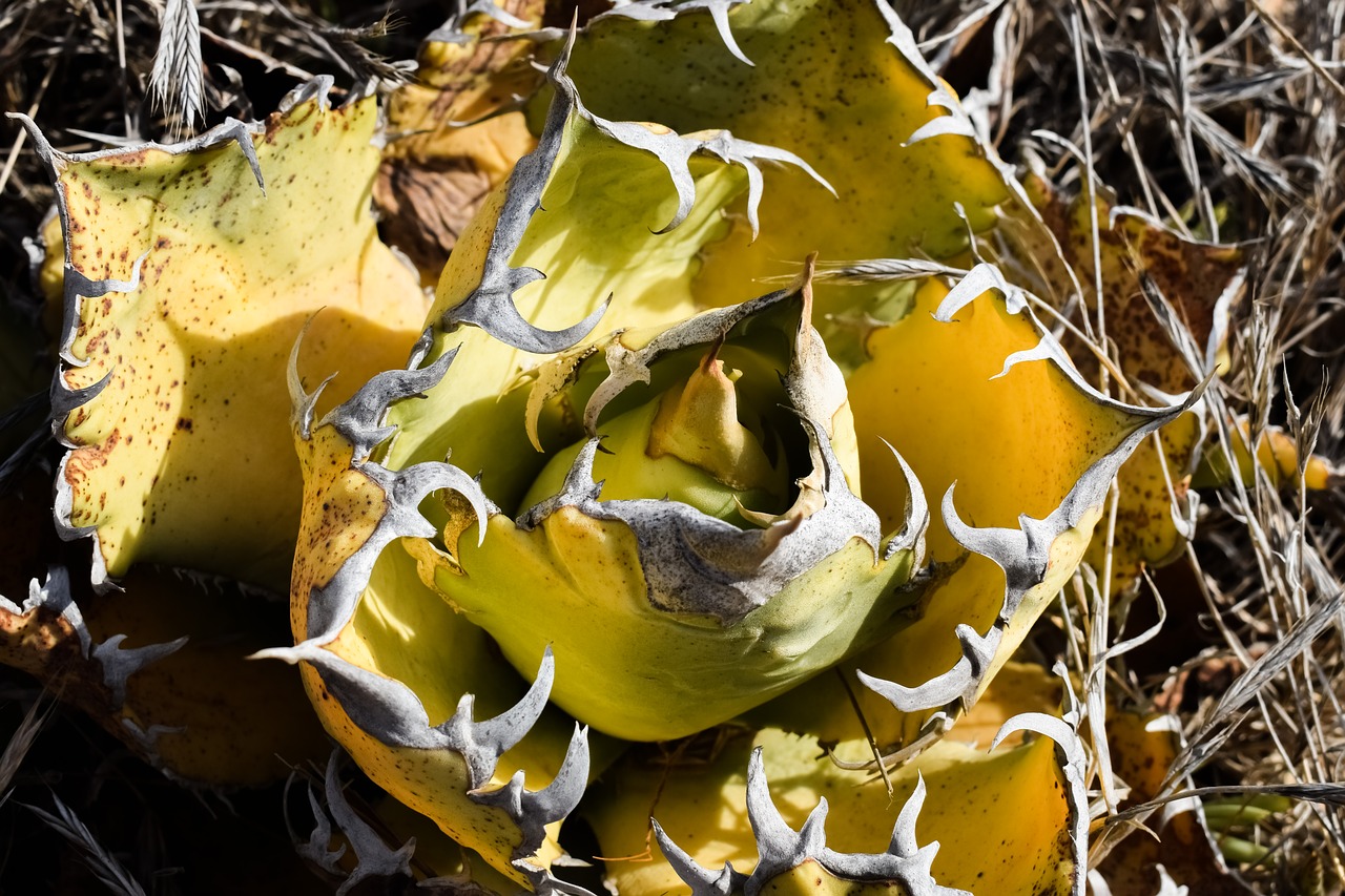 Nature dry. Dry Cactus.