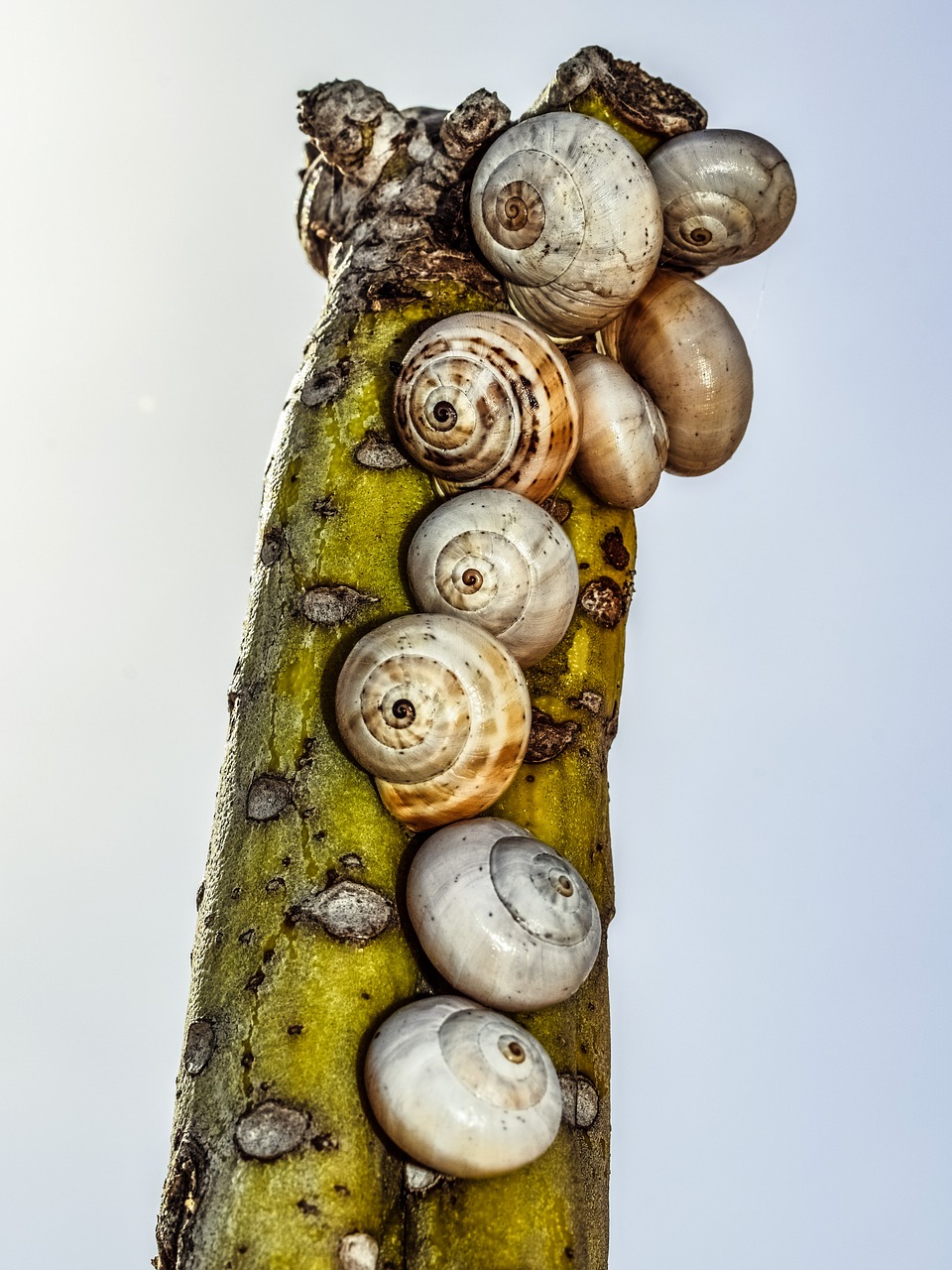 cactus shells nature free photo