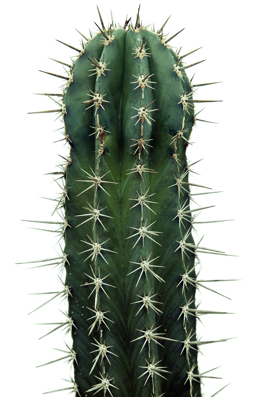 cactus nature plants free photo
